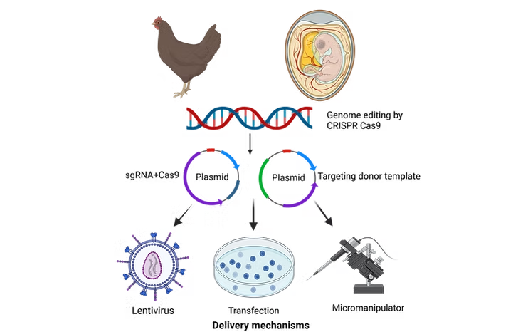 CRISPR Delivery Mechanism